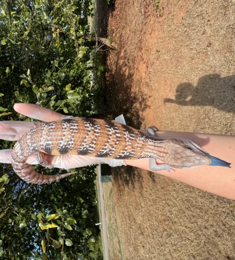 Wesselina x Geronimo (WG-12)