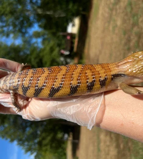 Golda x Marty (GM-01)