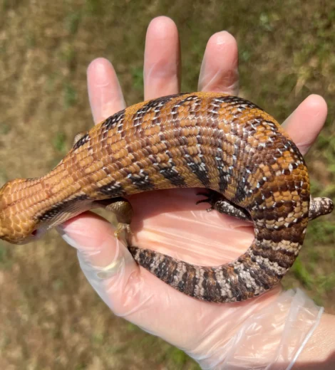 Golda x Marty (GM-02)