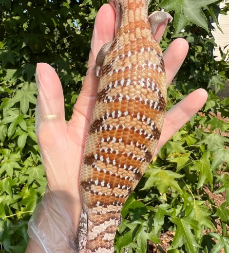 Helen x Little Bit (HLB-02)