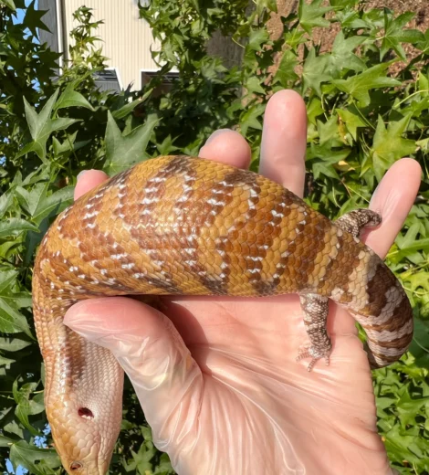 Helen x Little Bit (HLB-03)