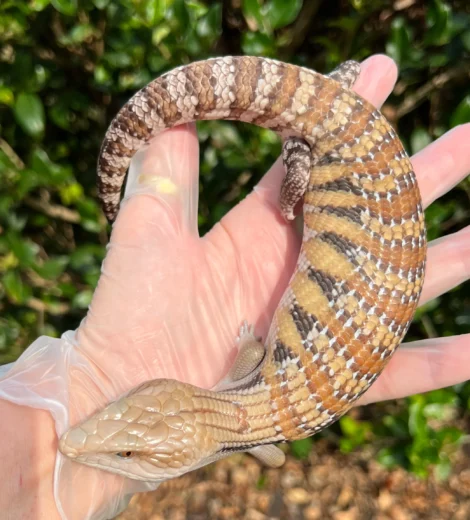 Helen x Little Bit (HLB-04)