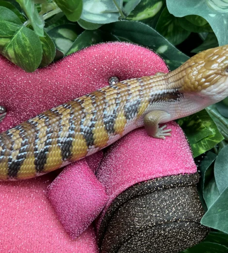 Helen x Little Bit (HLB-05)