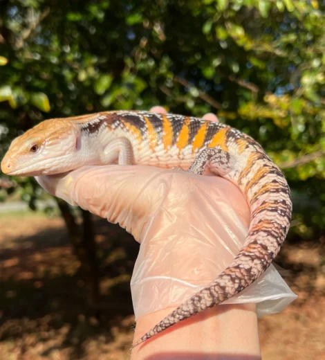 Wesselina x Geronimo (WG-07)