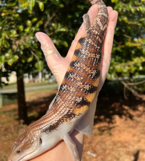 Wesselina x Geronimo (WG-09)