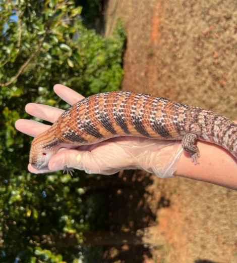 Wesselina x Geronimo (WG-06)