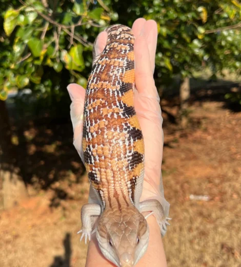 Wesselina x Geronimo (WG-01)