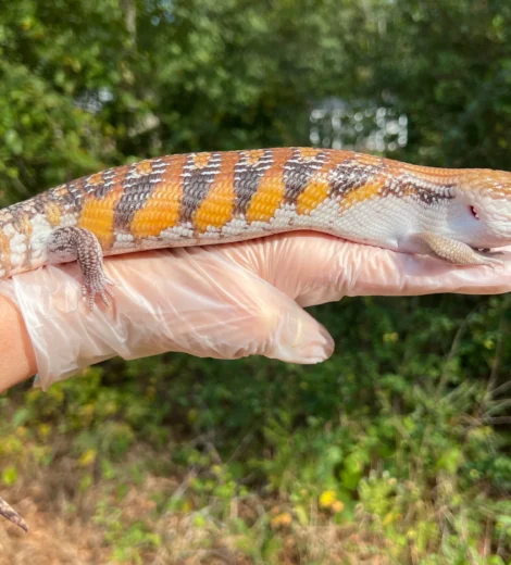 Wesselina x Geronimo (WG-05)