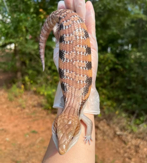 Wesselina x Geronimo (WG-02)