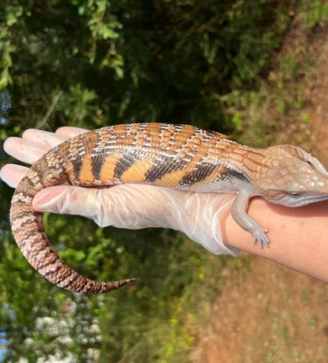 Wesselina x Geronimo (WG-03)