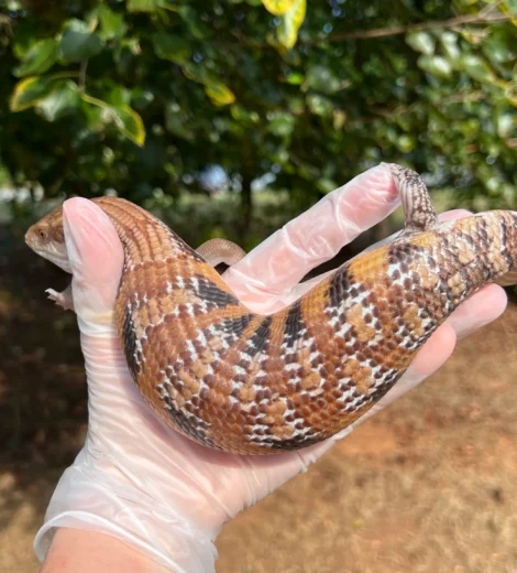 Wesselina x Geronimo (WG-10)