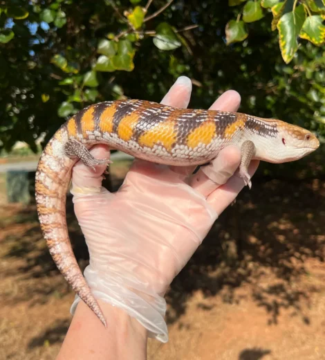 Wesselina x Geronimo (WG-08)