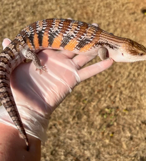 Wesselina x Geronimo (WG-11)