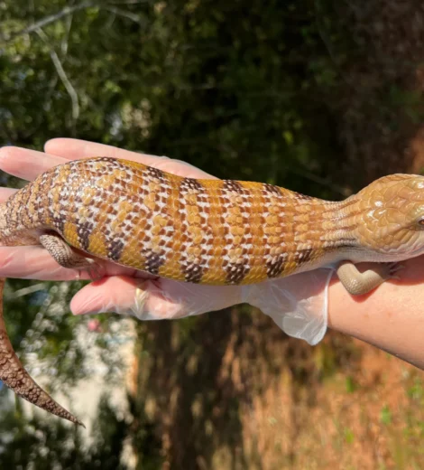 Morgan x Marty (MM-08)