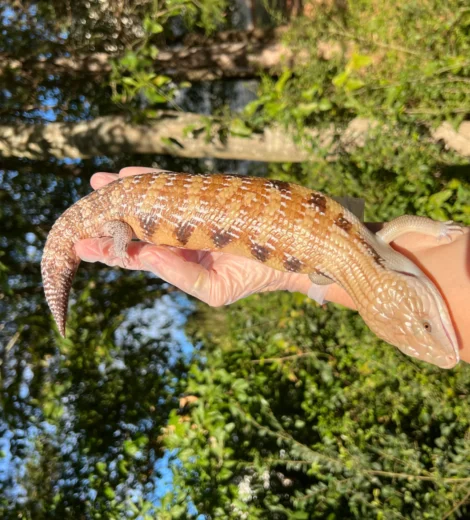 Morgan x Marty (MM-01)