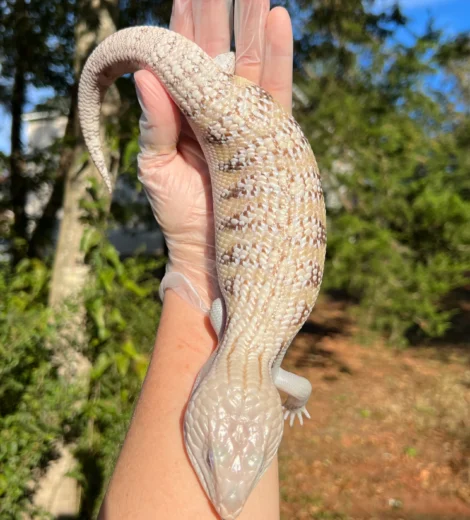 Morgan x Marty (MM-05)