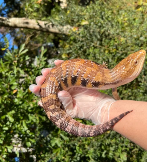 Genevieve x Rubber Band (GRB-01)