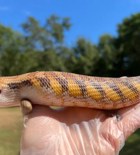 Anna Georgette x Little Bit (AGL-02)