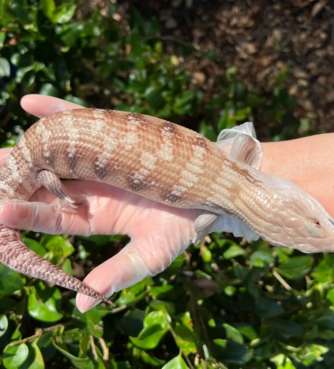 Baby x Blizzard (BB-01)