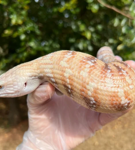 Baby x Blizzard (BB-10)