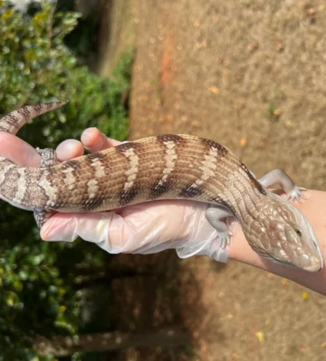 Baby x Blizzard (BB-08)