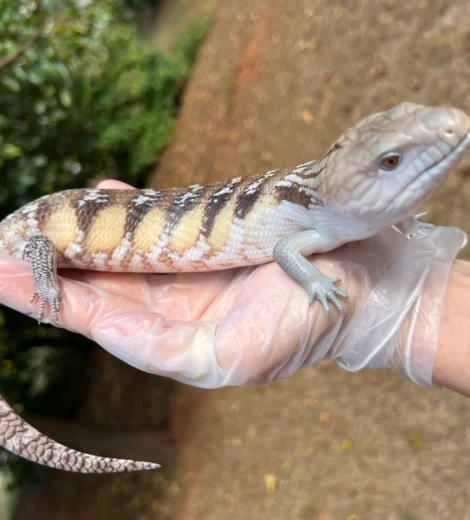 Baby x Blizzard (BB-09)