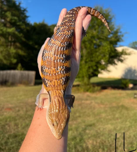 Archelina x Geronimo (AG-11)