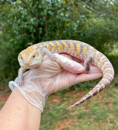 Archelina x Geronimo (AG-06)