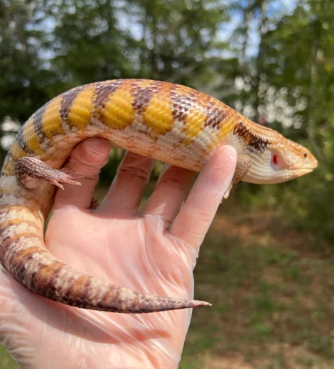 Anna Georgette x Little Bit (AGL-01)