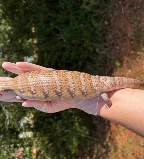 Ms. M&M x Blizzard  (MMB-05)