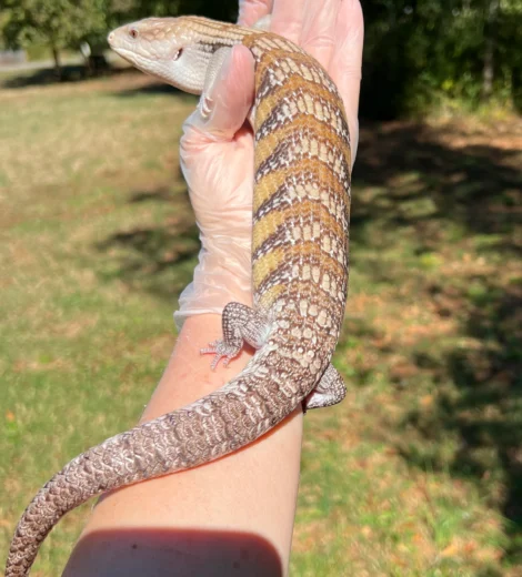 Ms. M&M x Blizzard  (MMB-04)