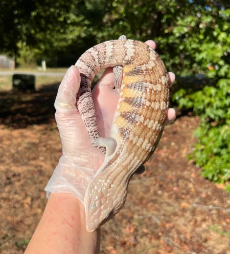 Baby x Blizzard (BB-02)