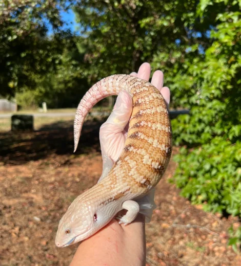 Baby x Blizzard (BB-03)