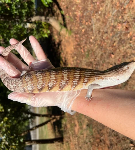 Ms. M&M x Blizzard  (MMB-08)