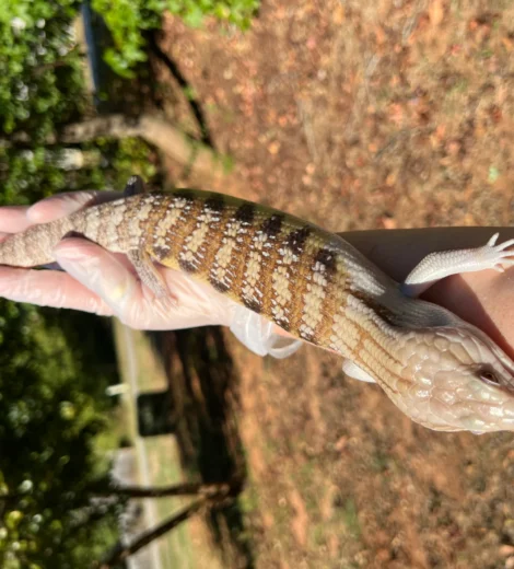 Ms. M&M x Blizzard  (MMB-09)