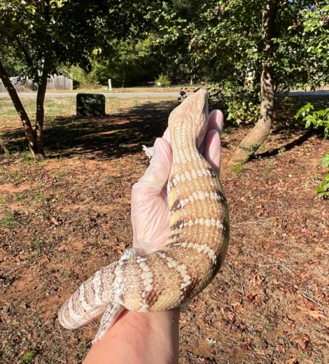 Baby x Blizzard (BB-04)