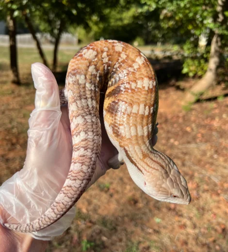 Baby x Blizzard (BB-05)