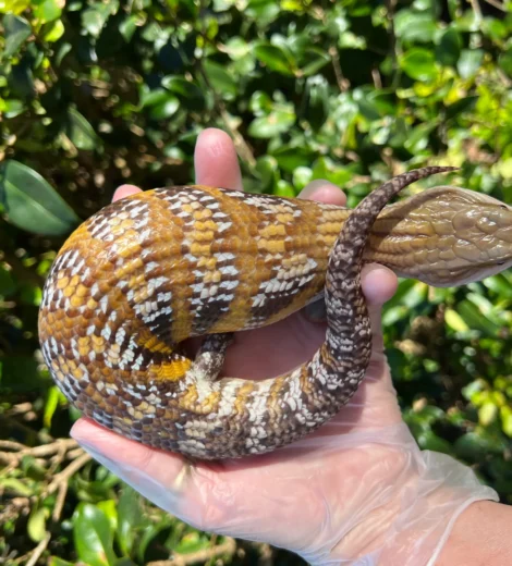 Archelina x Geronimo (AG-04)