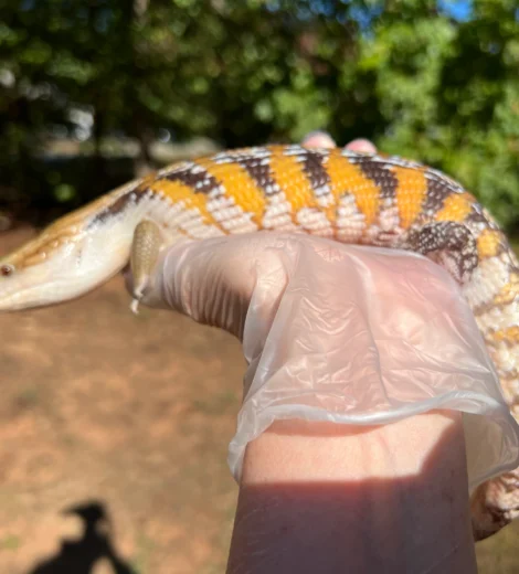 Archelina x Geronimo (AG-08)