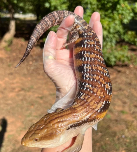 Archelina x Geronimo (AG-05)