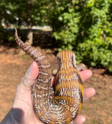 Archelina x Geronimo (AG-01)