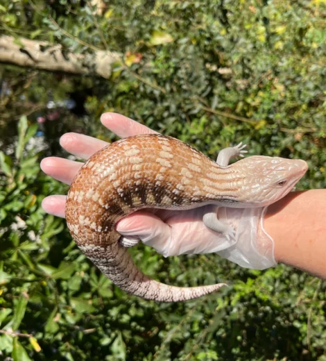 Baby x Blizzard (BB-06)