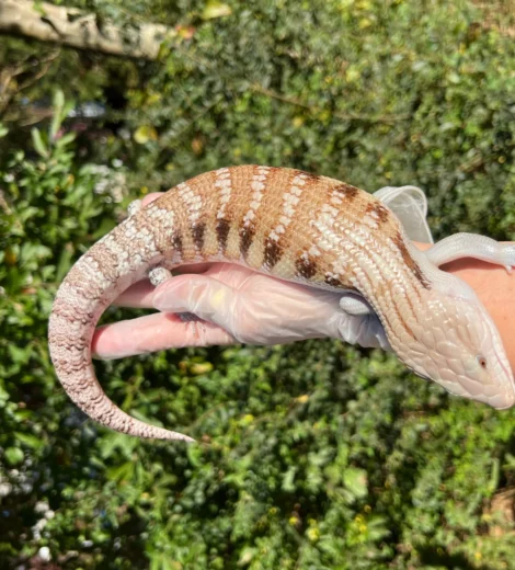 Baby x Blizzard (BB-07)